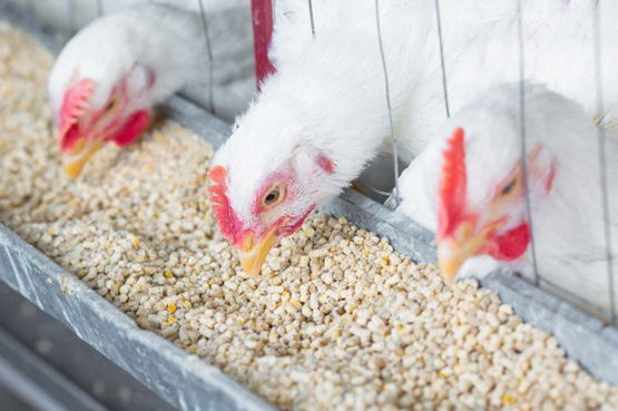 Capacitação em Nutrição e Manejo Inicial, do Crescimento ao Pré-abate de Frango de Corte