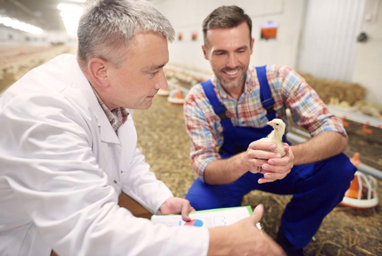 Capacitação em Gestão da Biossegurança e Biosseguridade na Avicultura